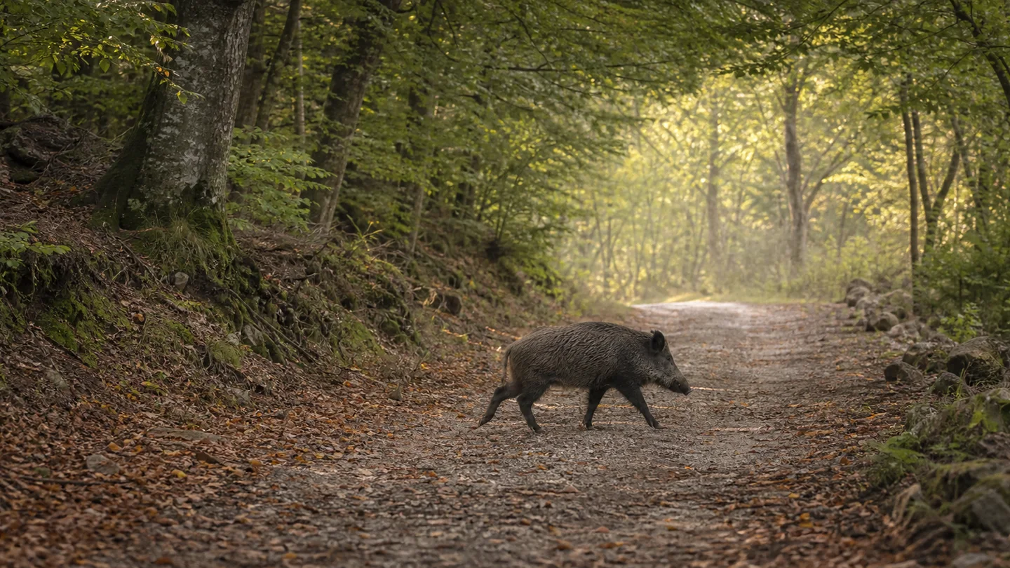 Un cinghiale attraversa con calma un ampio sentiero nel bosco
